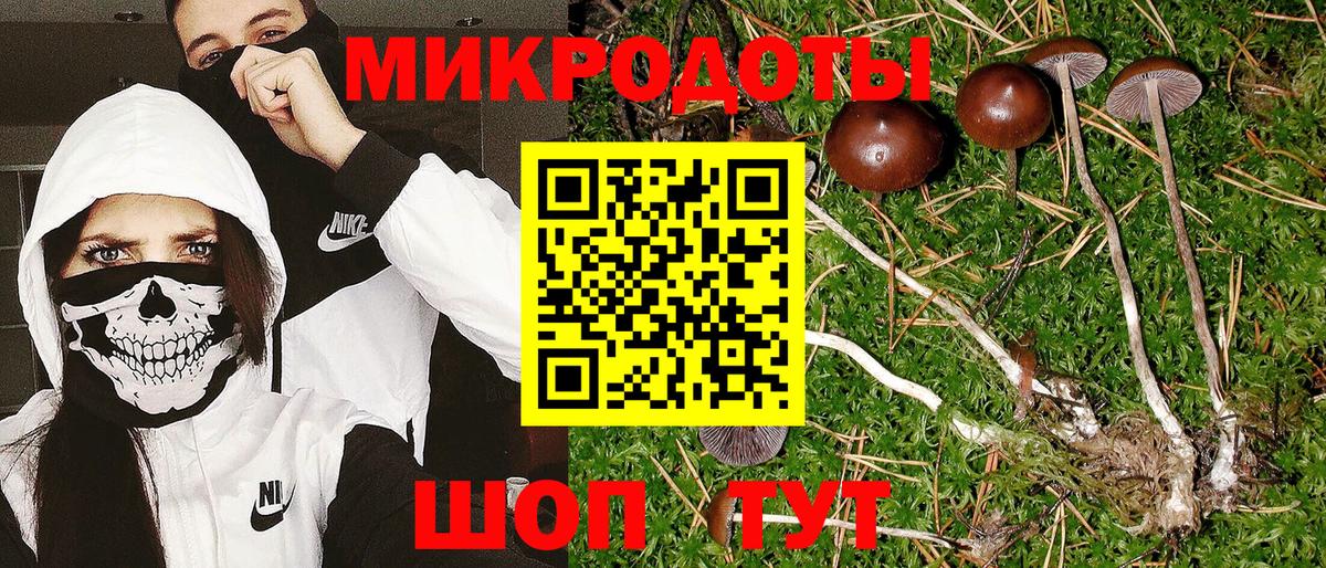 Псилоцибиновые грибы Psilocybe Ржев